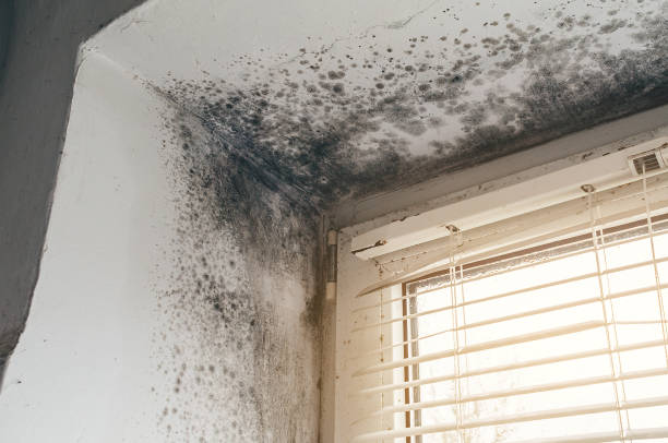 Trusted Black Mold Removal service in Gulf, NC - Cheap Mold Removal