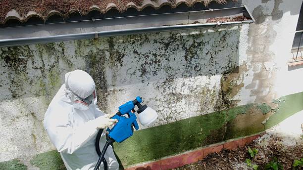 Top rated local Mold Cleanup specialists in Gulf, NC